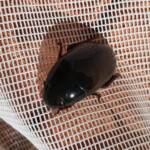 Water Scavenger Beetle - Hydrophilus (Hydrophilus), Alice Springs NT