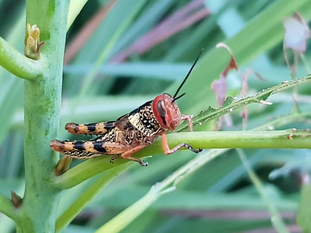 Juvenile Valanga irregularis (Giant Grasshopper), Alice Springs NT