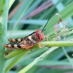 Juvenile Valanga irregularis (Giant Grasshopper), Alice Springs NT