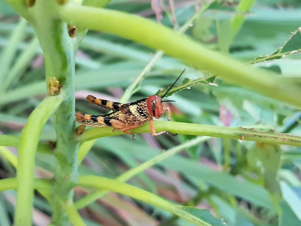Juvenile Valanga irregularis (Giant Grasshopper), Alice Springs NT