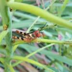 Juvenile Valanga irregularis (Giant Grasshopper), Alice Springs NT