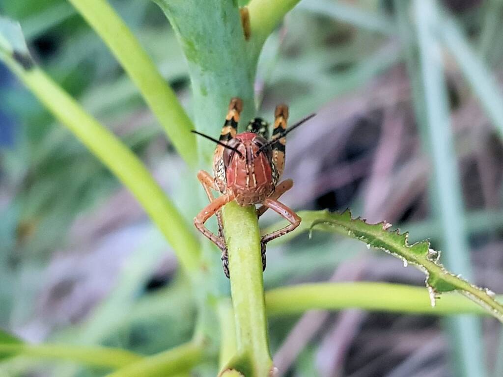 Juvenile Valanga irregularis (Giant Grasshopper), Alice Springs NT