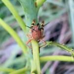 Juvenile Valanga irregularis (Giant Grasshopper), Alice Springs NT