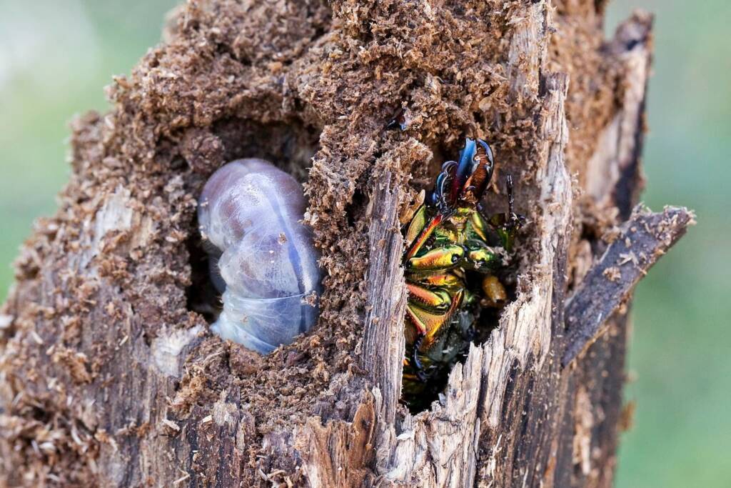 Stag beetles (Lamprima aurata) emerging, Brisbane QLD © Hongming Kan
