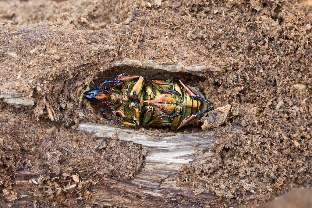 Stag beetles (Lamprima aurata) emerging, Brisbane QLD © Hongming Kan