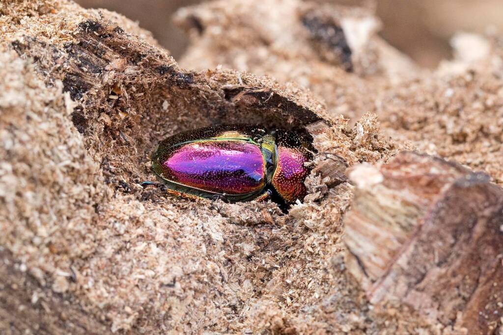 Stag beetles (Lamprima aurata) emerging, Brisbane QLD © Hongming Kan