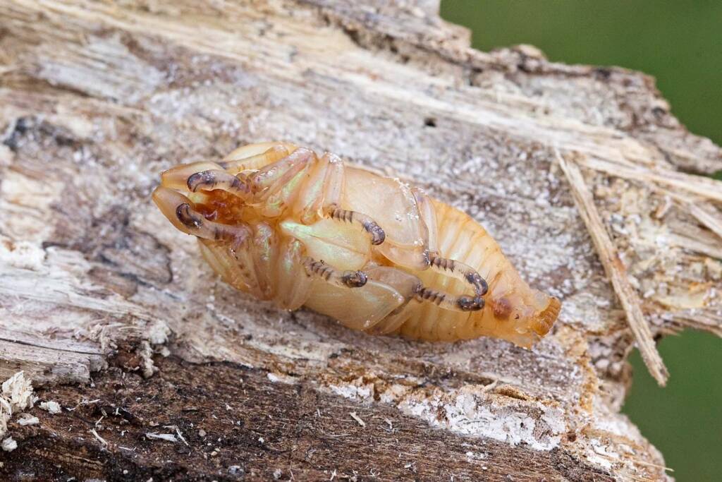 Stag beetles (Lamprima aurata) emerging, Brisbane QLD © Hongming Kan