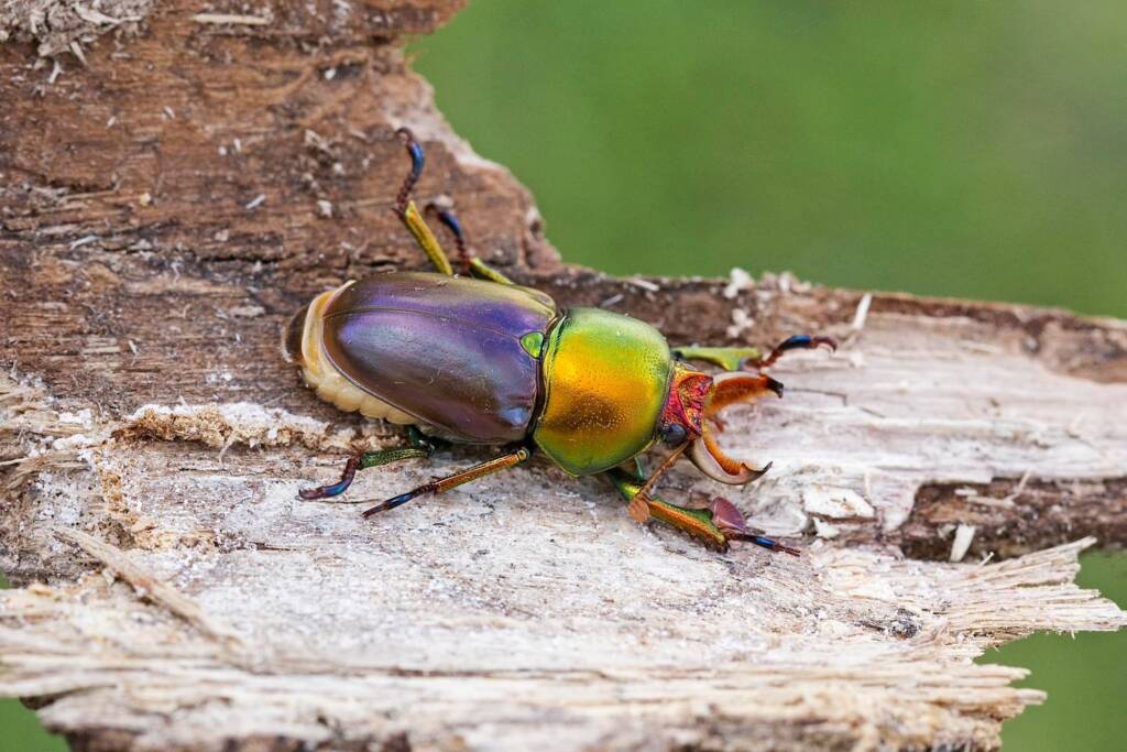 Stag beetles (Lamprima aurata) emerging, Brisbane QLD © Hongming Kan