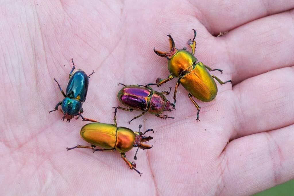 Stag beetles (Lamprima aurata) emerging, Brisbane QLD © Hongming Kan