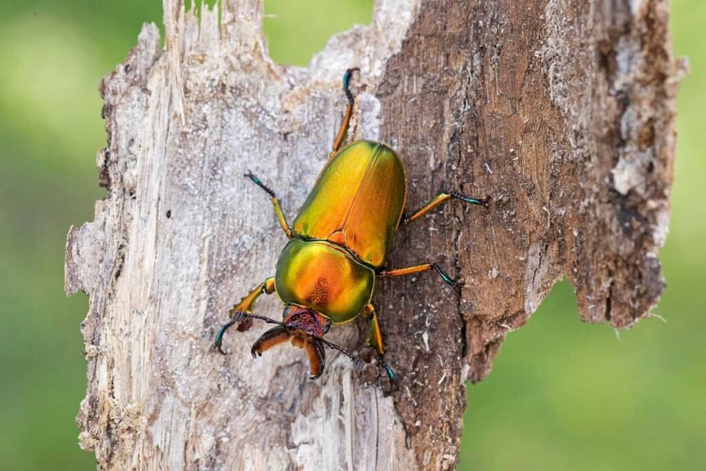 Stag beetles (Lamprima aurata) emerging, Brisbane QLD © Hongming Kan
