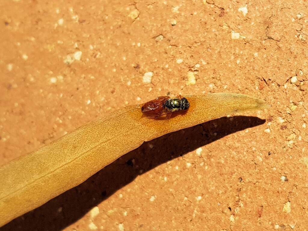 Lasioglossum (Homalictus) dotatum, Alice Springs NT