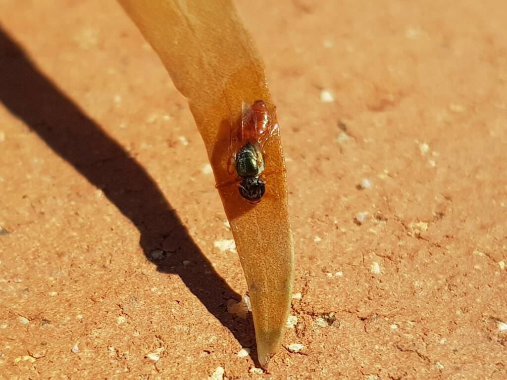Lasioglossum (Homalictus) dotatum, Alice Springs NT