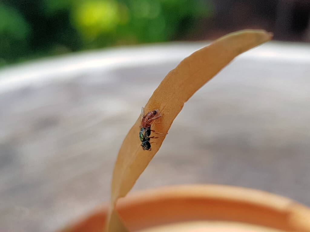 Lasioglossum (Homalictus) dotatum, Alice Springs NT