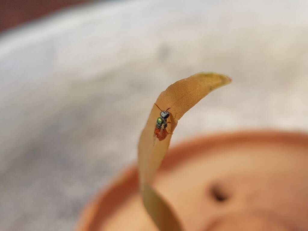Lasioglossum (Homalictus) dotatum, Alice Springs NT