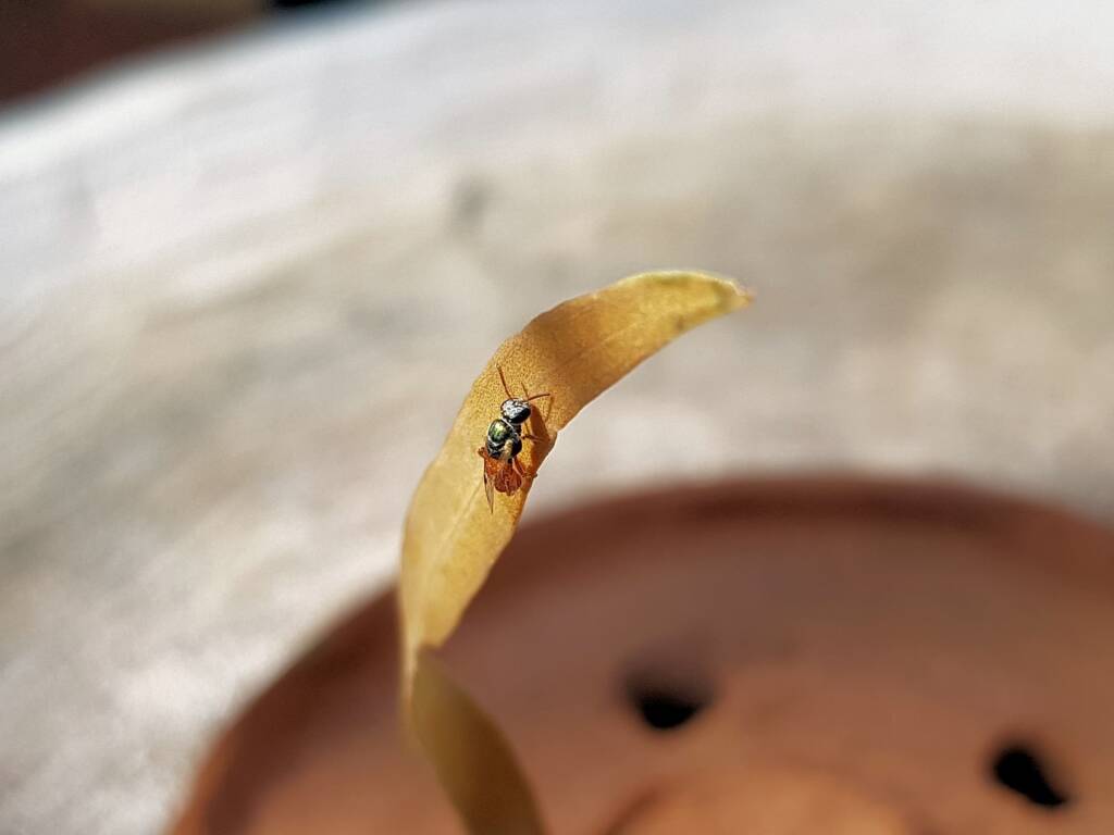 Lasioglossum (Homalictus) dotatum, Alice Springs NT