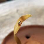 Lasioglossum (Homalictus) dotatum, Alice Springs NT