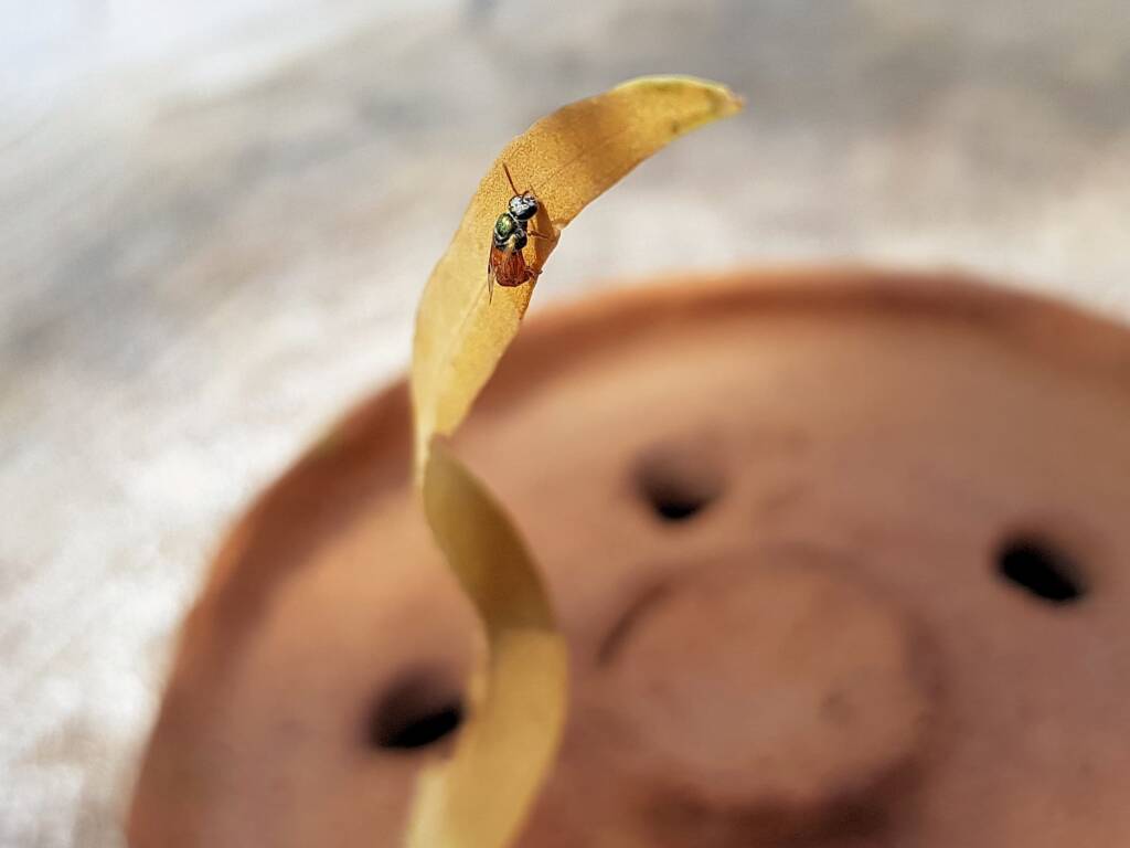 Lasioglossum (Homalictus) dotatum, Alice Springs NT