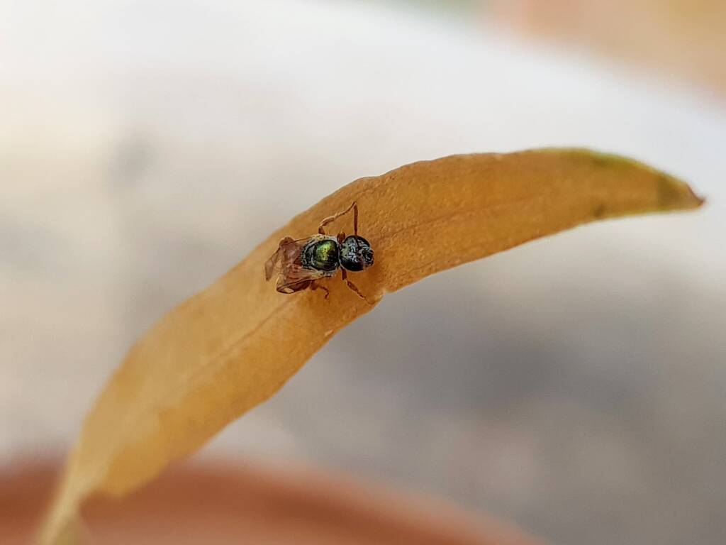 Lasioglossum (Homalictus) dotatum, Alice Springs NT