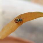 Lasioglossum (Homalictus) dotatum, Alice Springs NT