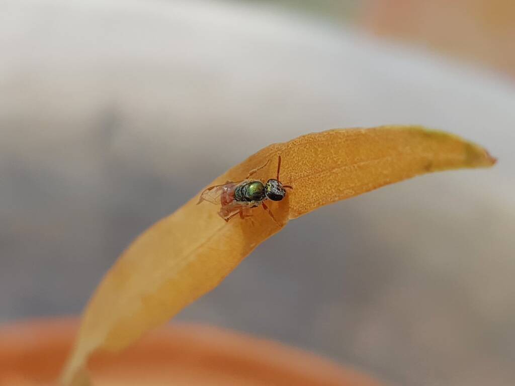 Lasioglossum (Homalictus) dotatum, Alice Springs NT