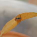 Lasioglossum (Homalictus) dotatum, Alice Springs NT