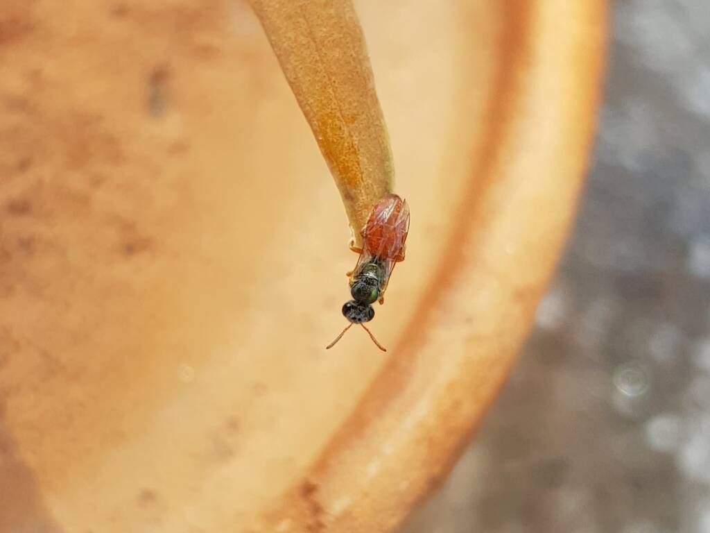 Lasioglossum (Homalictus) dotatum, Alice Springs NT