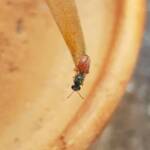 Lasioglossum (Homalictus) dotatum, Alice Springs NT