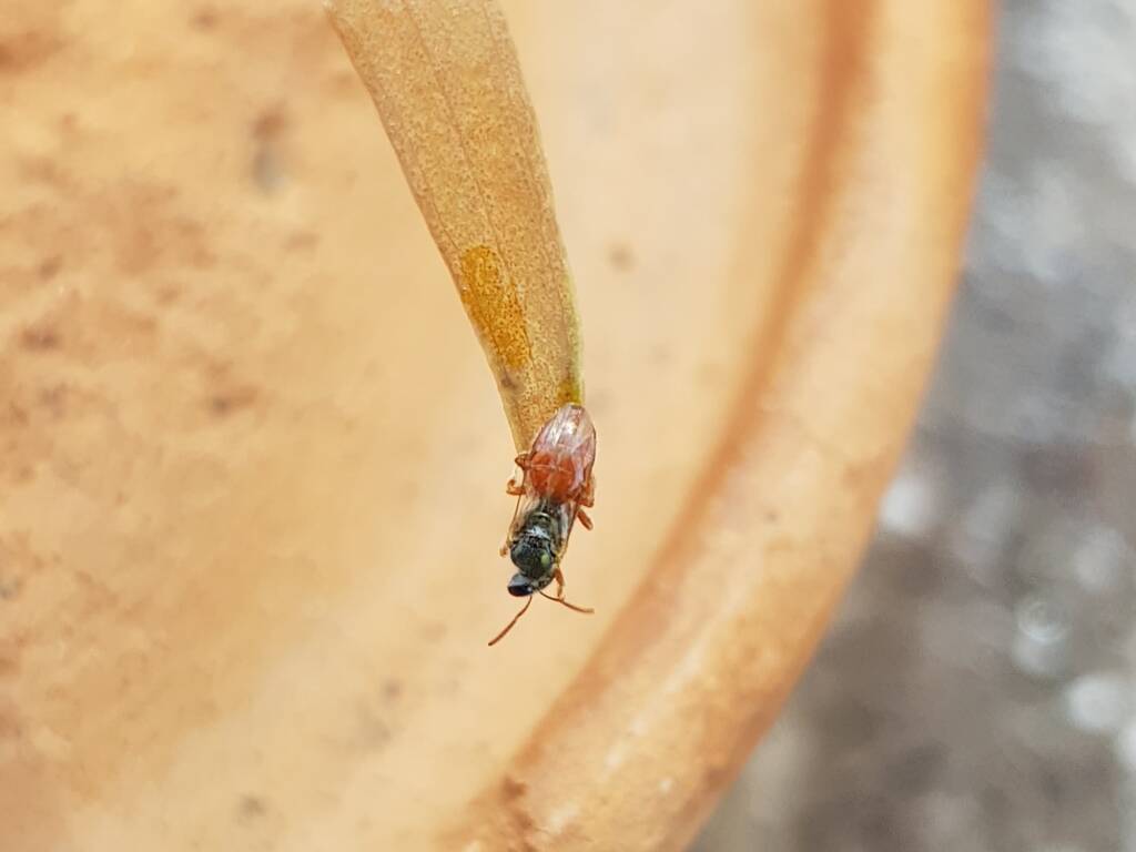 Lasioglossum (Homalictus) dotatum, Alice Springs NT