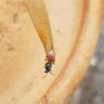 Lasioglossum (Homalictus) dotatum, Alice Springs NT