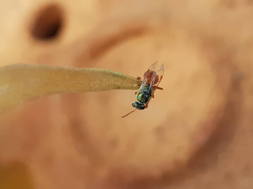Lasioglossum (Homalictus) dotatum, Alice Springs NT