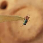 Lasioglossum (Homalictus) dotatum, Alice Springs NT