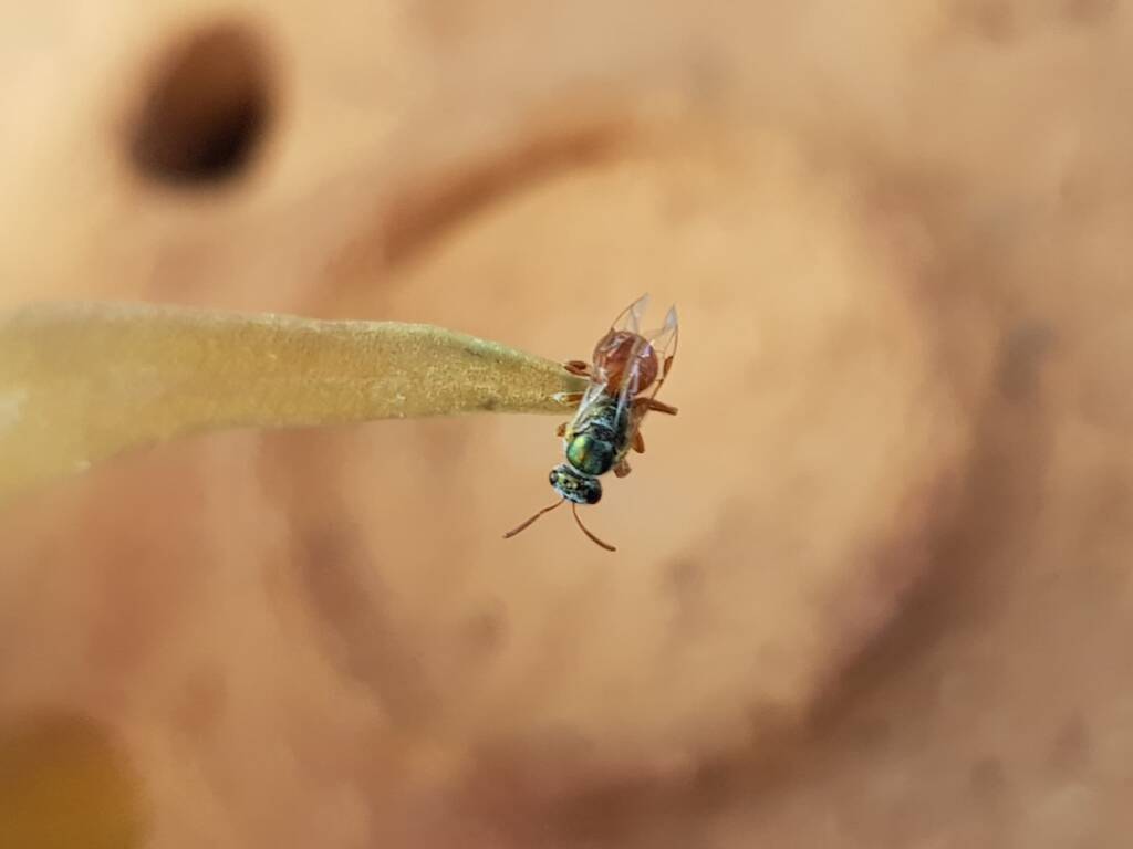 Lasioglossum (Homalictus) dotatum, Alice Springs NT