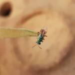 Lasioglossum (Homalictus) dotatum, Alice Springs NT