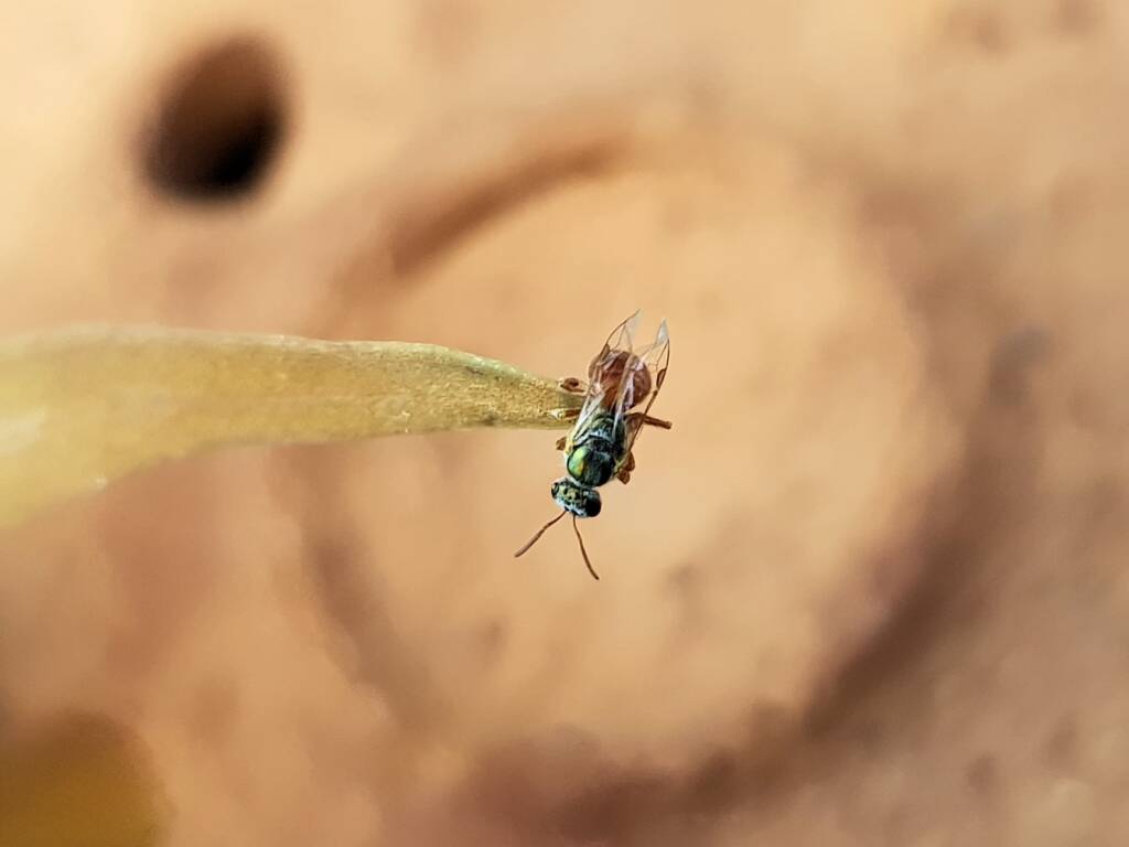 Lasioglossum (Homalictus) dotatum, Alice Springs NT