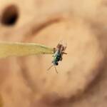 Lasioglossum (Homalictus) dotatum, Alice Springs NT