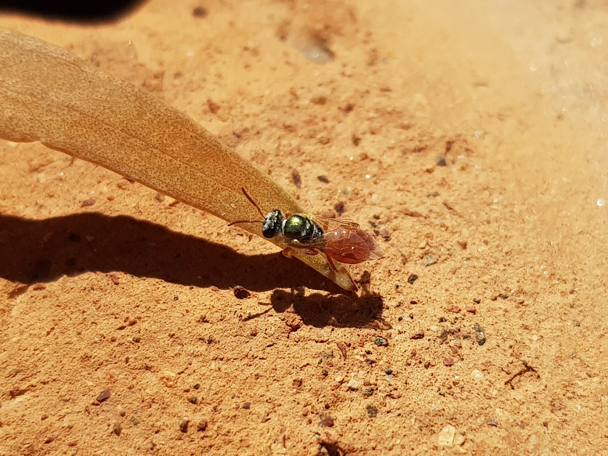 Lasioglossum (Homalictus) dotatum, Alice Springs NT