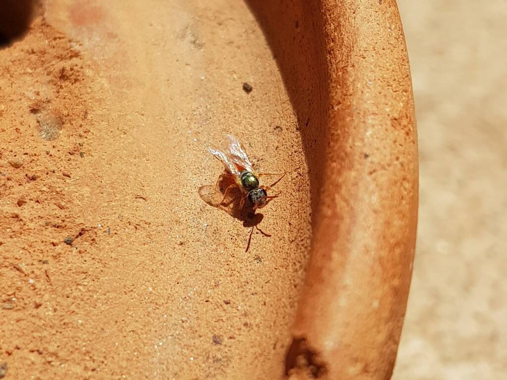 Lasioglossum (Homalictus) dotatum, Alice Springs NT