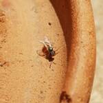 Lasioglossum (Homalictus) dotatum, Alice Springs NT