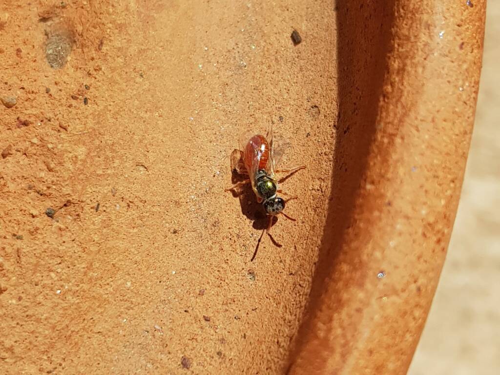 Lasioglossum (Homalictus) dotatum, Alice Springs NT