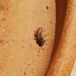 Lasioglossum (Homalictus) dotatum, Alice Springs NT