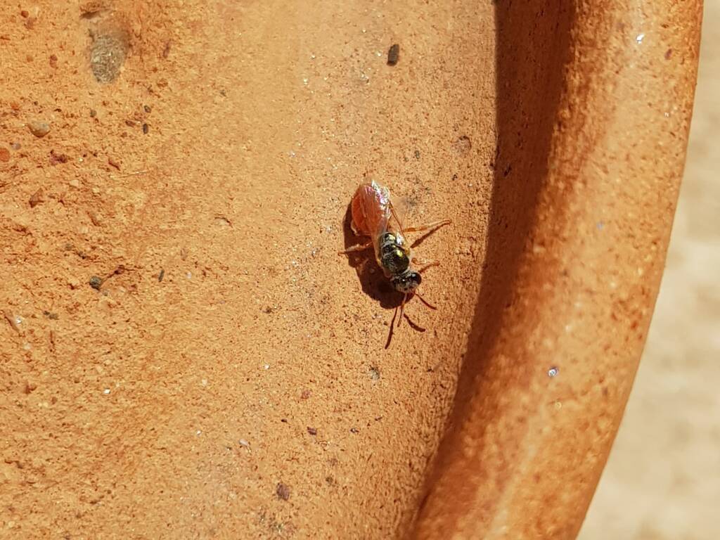 Lasioglossum (Homalictus) dotatum, Alice Springs NT