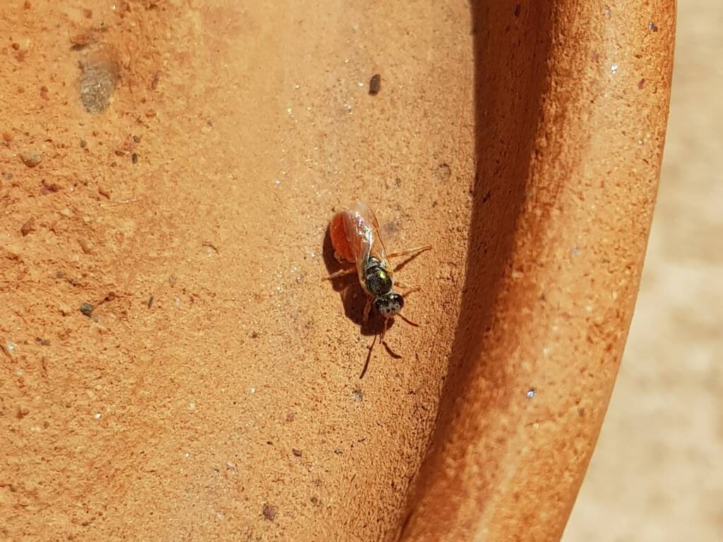 Lasioglossum (Homalictus) dotatum, Alice Springs NT