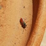 Lasioglossum (Homalictus) dotatum, Alice Springs NT