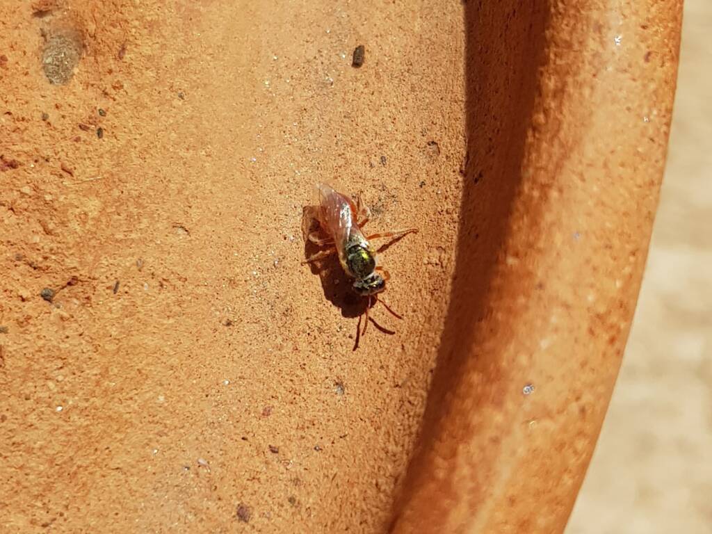 Lasioglossum (Homalictus) dotatum, Alice Springs NT