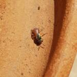 Lasioglossum (Homalictus) dotatum, Alice Springs NT