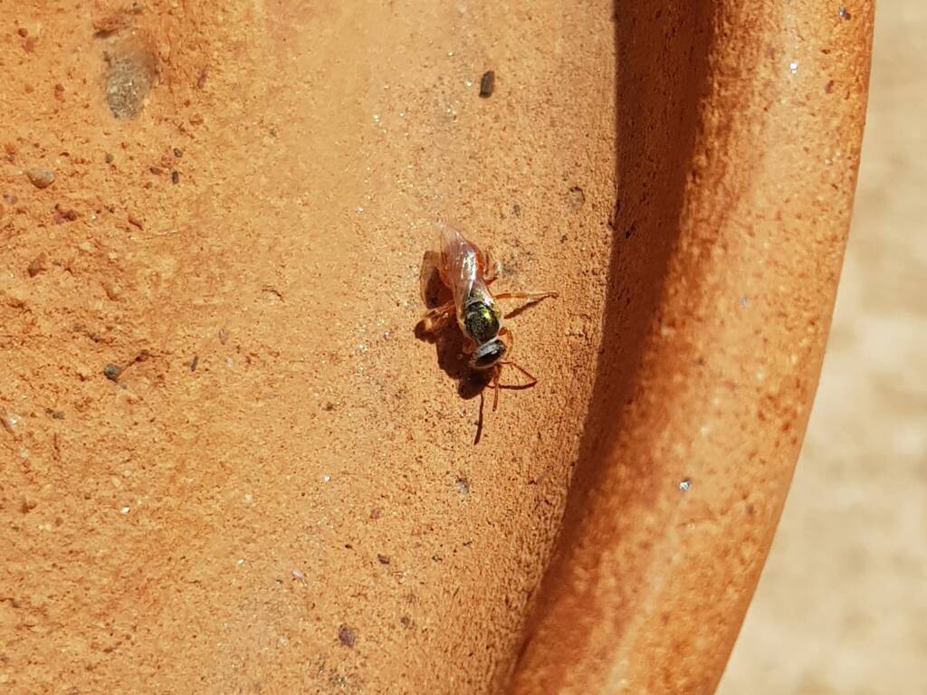 Lasioglossum (Homalictus) dotatum, Alice Springs NT