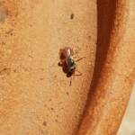 Lasioglossum (Homalictus) dotatum, Alice Springs NT