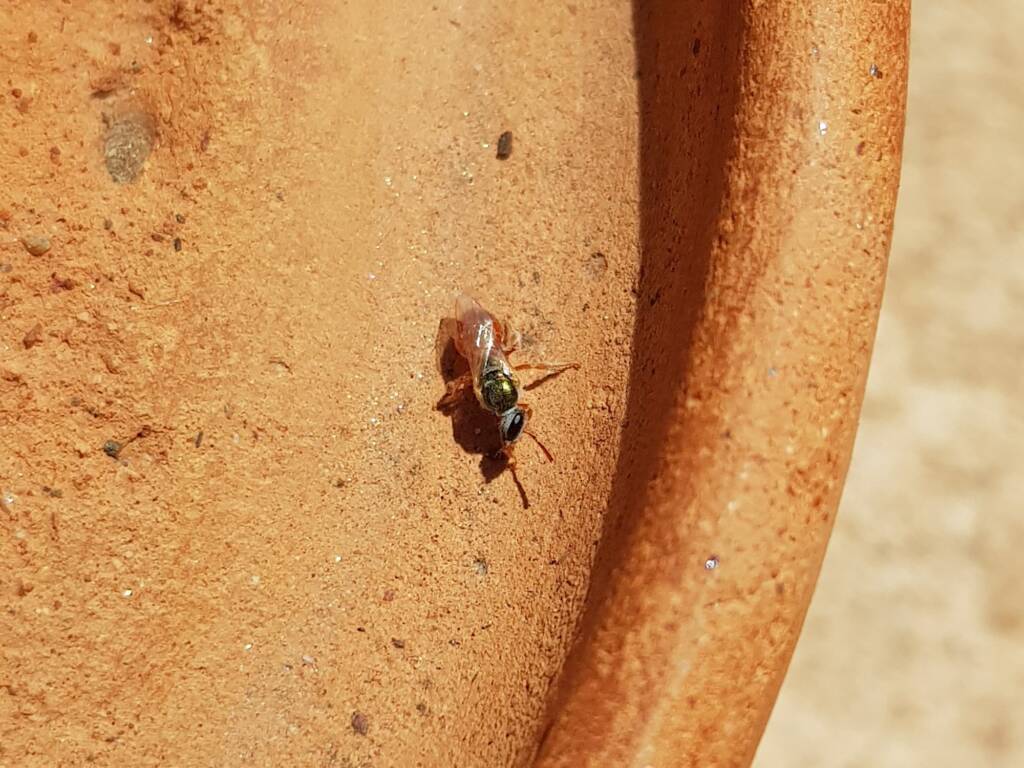 Lasioglossum (Homalictus) dotatum, Alice Springs NT