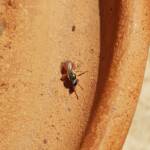 Lasioglossum (Homalictus) dotatum, Alice Springs NT