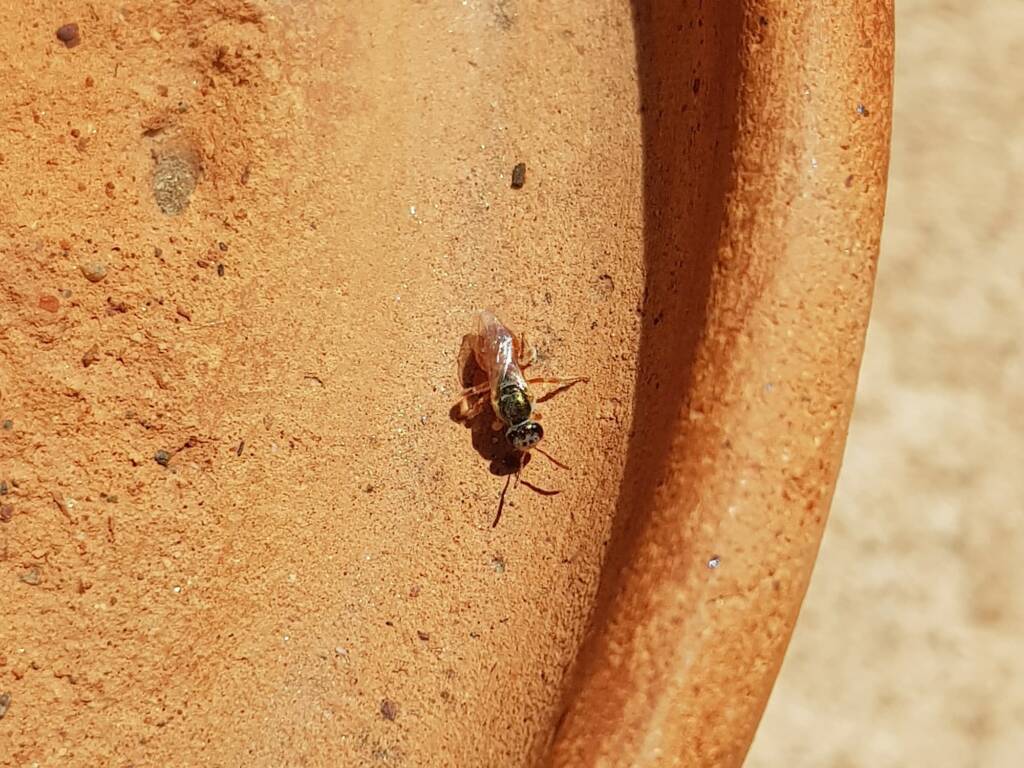 Lasioglossum (Homalictus) dotatum, Alice Springs NT